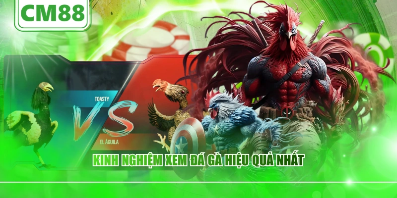 Kinh nghiệm xem đá gà hiệu quả nhất